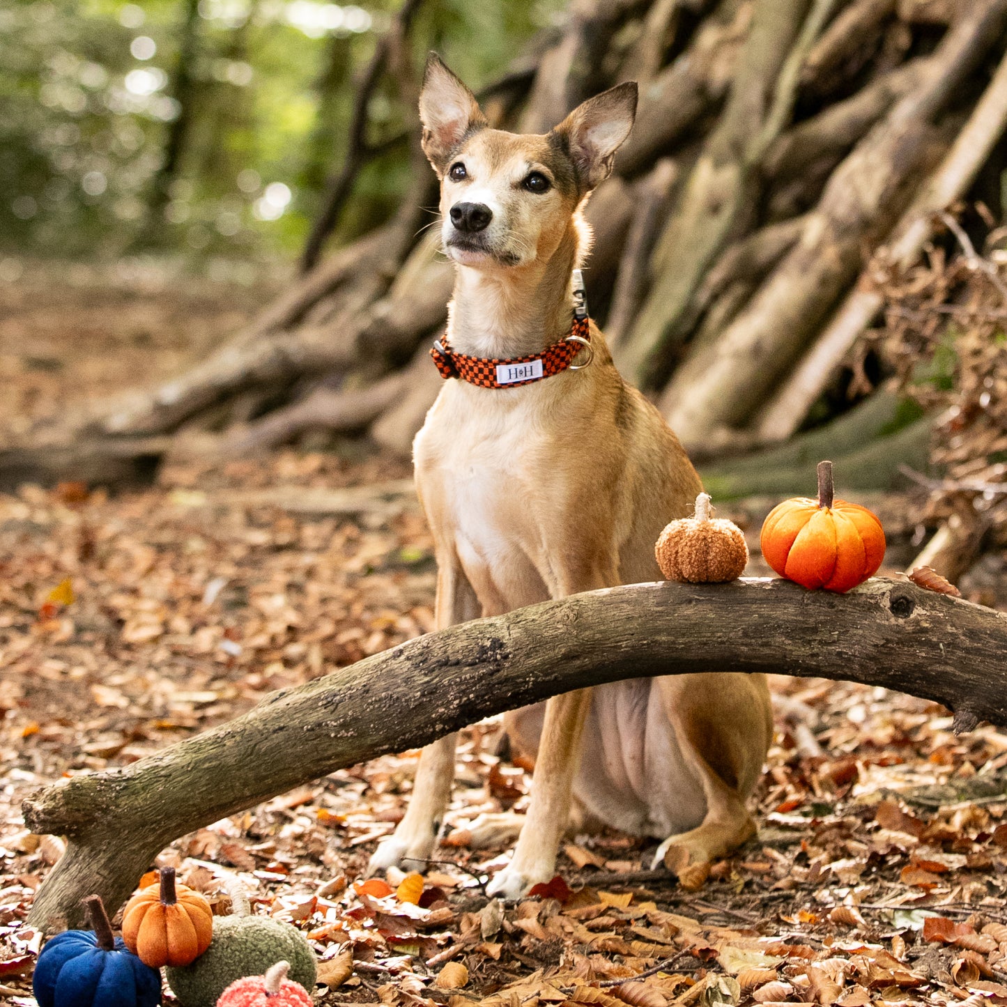 Halloween Check Dog Collar