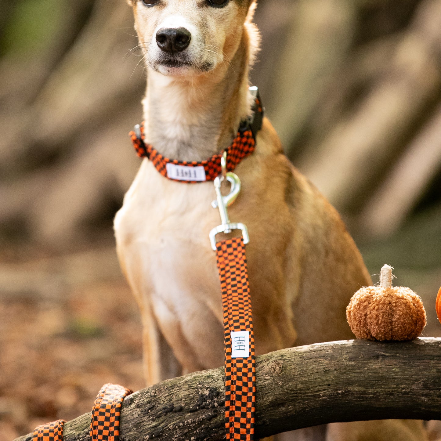 Halloween Check Dog Lead / Leash