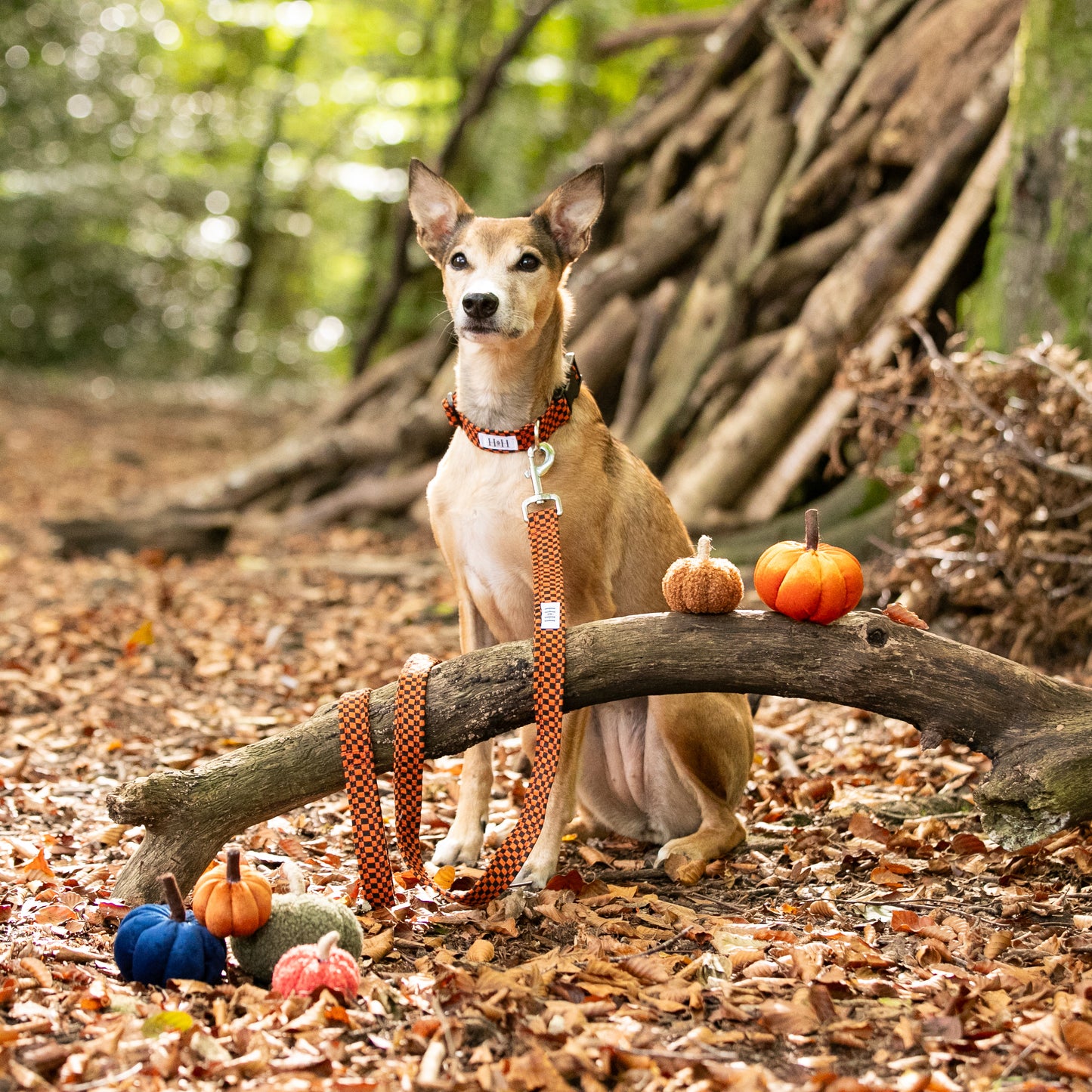 Halloween Check Dog Lead / Leash