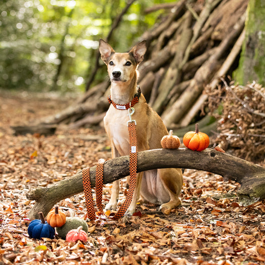 Halloween Check Dog Lead / Leash