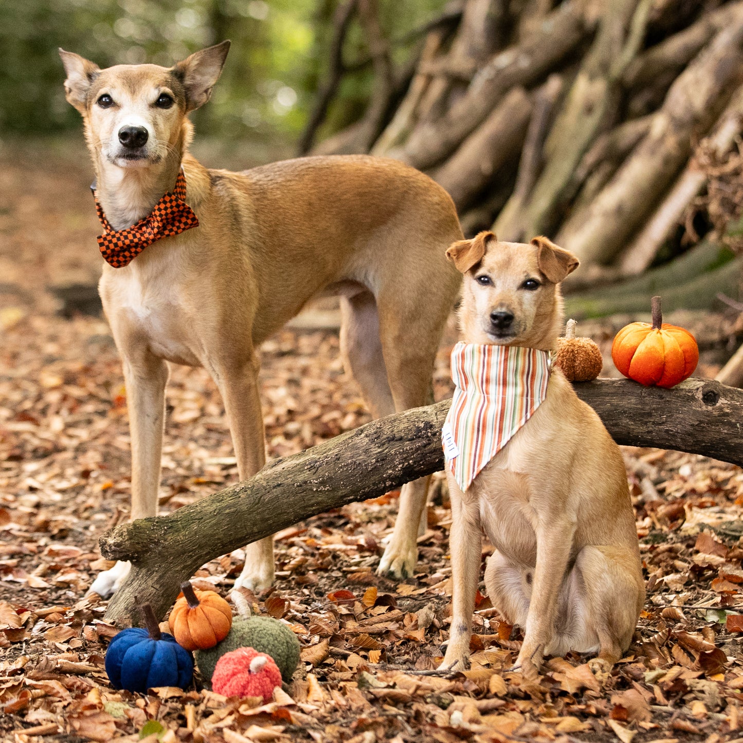 Cinnamon Stripe Pet Bandana