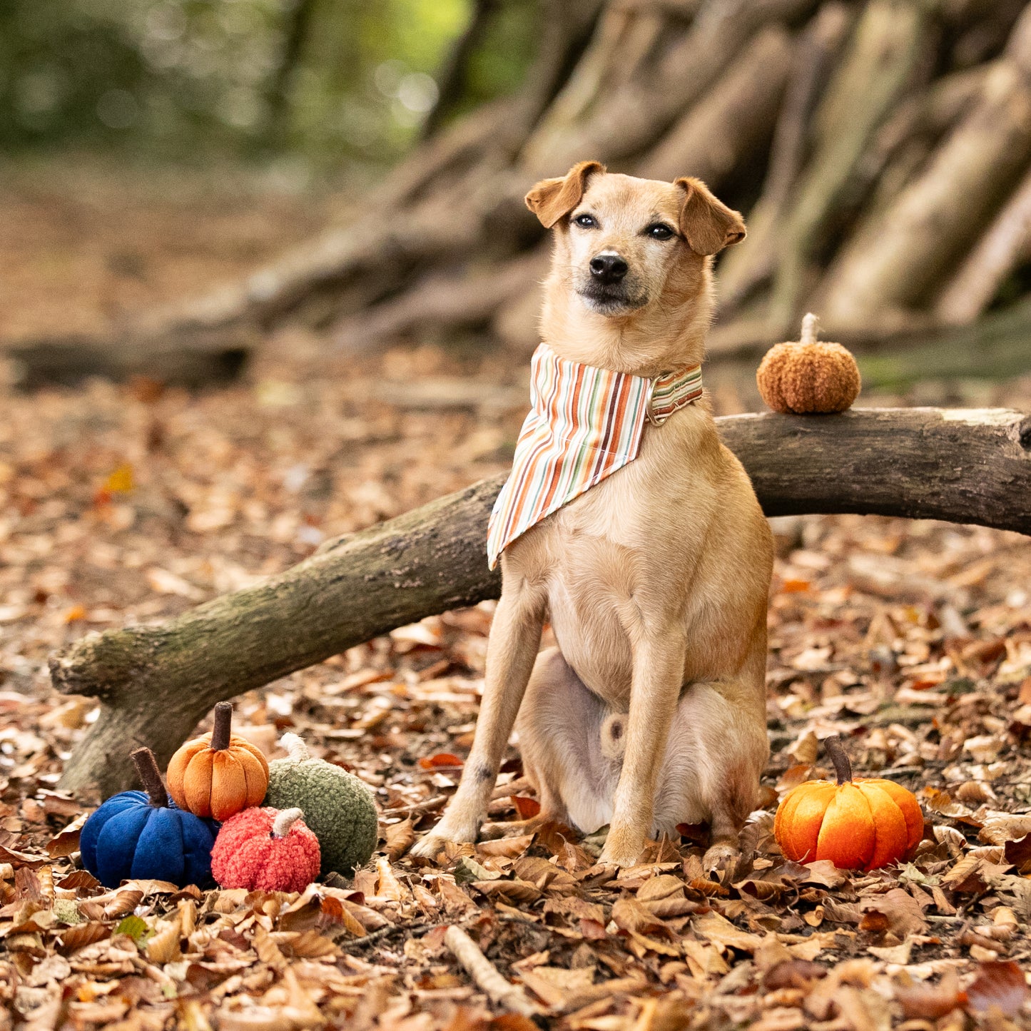 Cinnamon Stripe Pet Bandana
