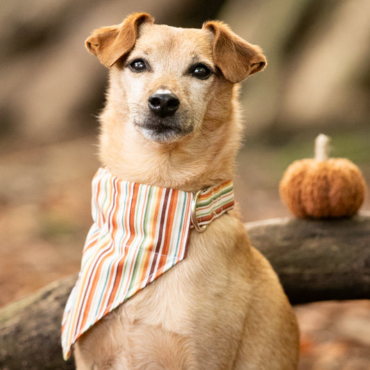 Cinnamon Stripe Pet Bandana