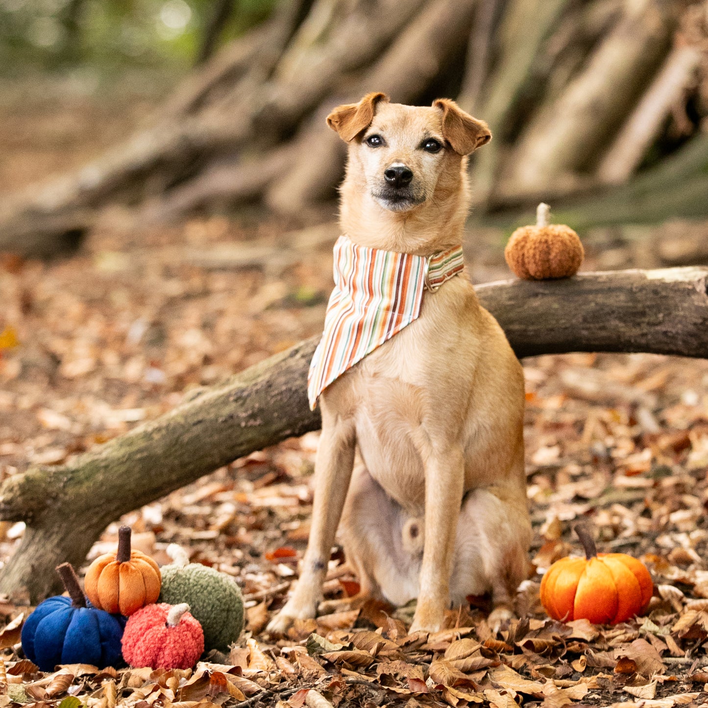 Cinnamon Stripe Pet Bandana