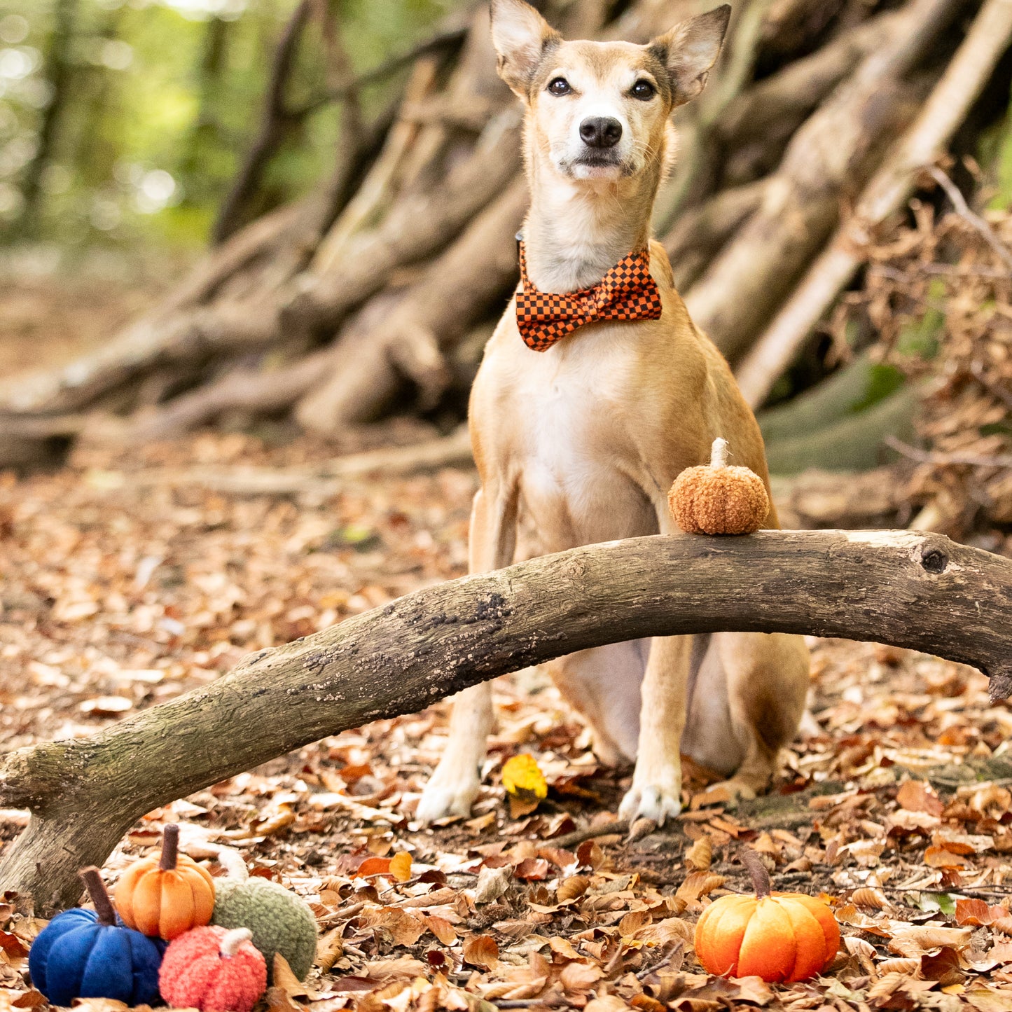 Halloween Check Pet Bow / Bow Tie