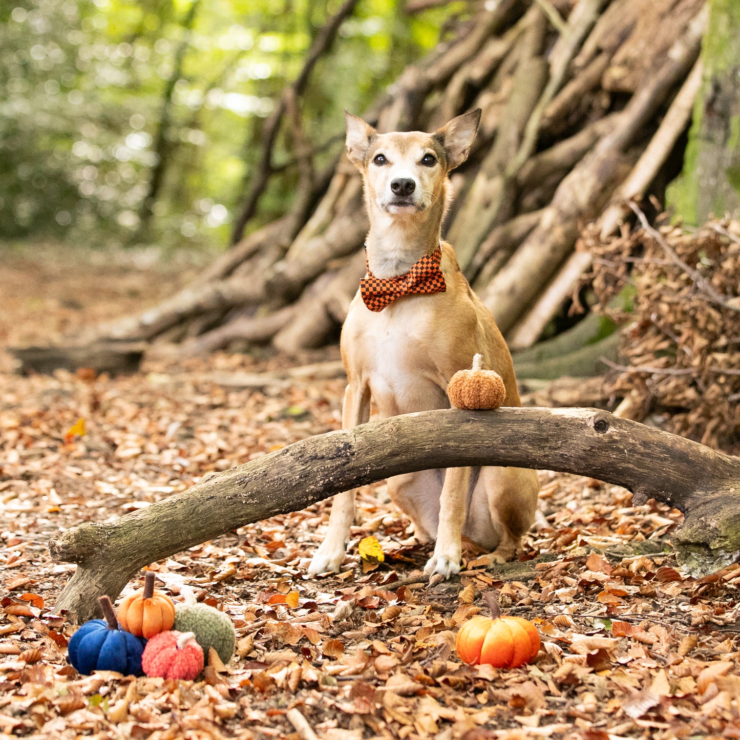 Halloween Check Pet Bow / Bow Tie