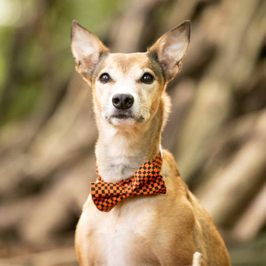 Halloween Check Pet Bow / Bow Tie