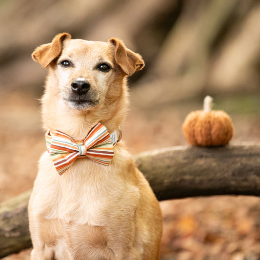 Cinnamon Stripe Pet Bow / Bow Tie