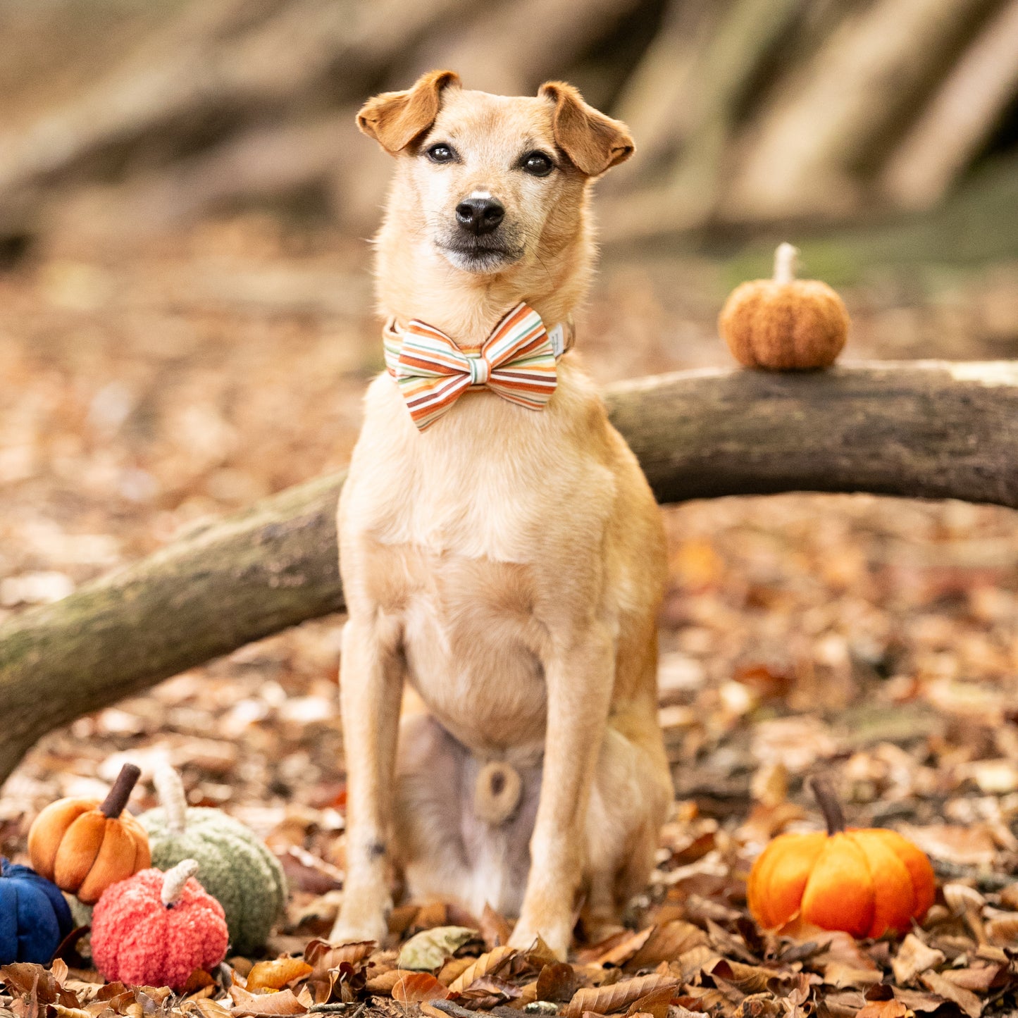 Cinnamon Stripe Pet Bow / Bow Tie