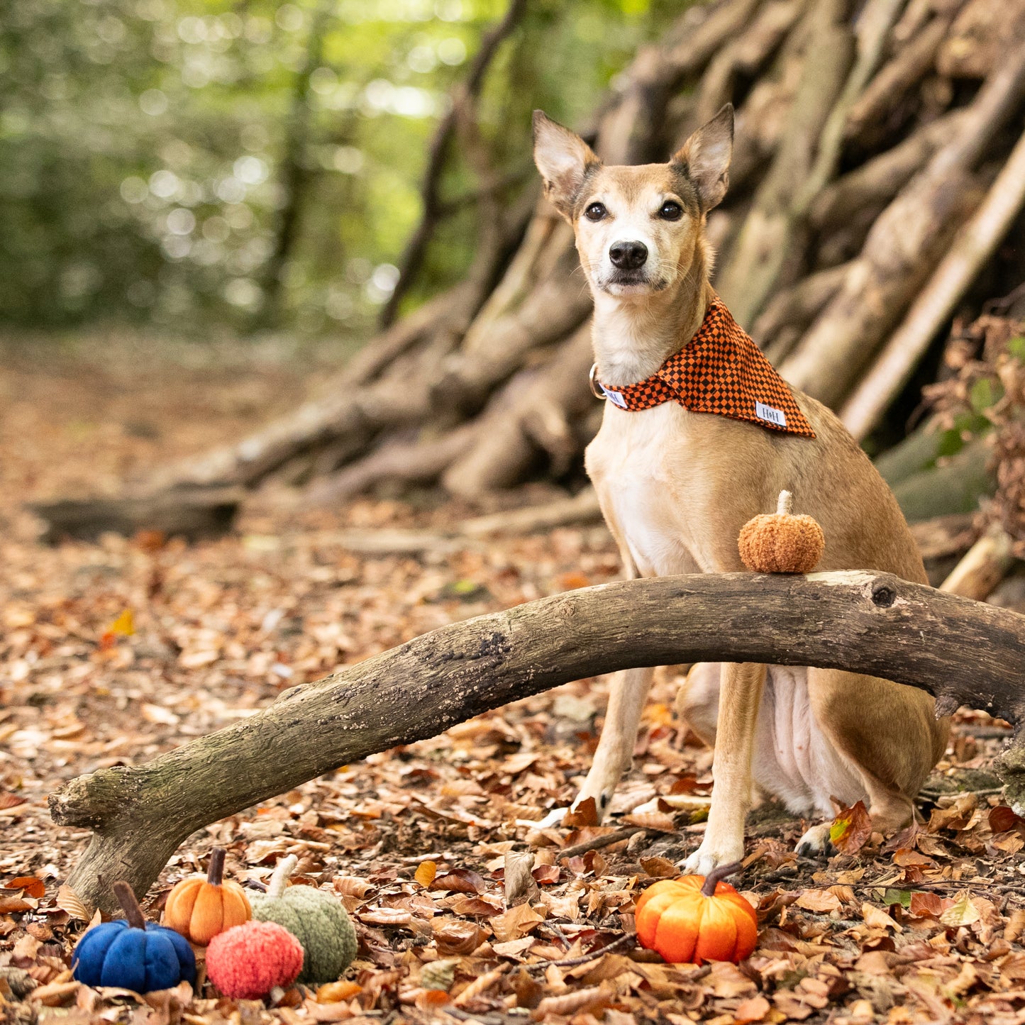 Halloween Check Pet Bandana