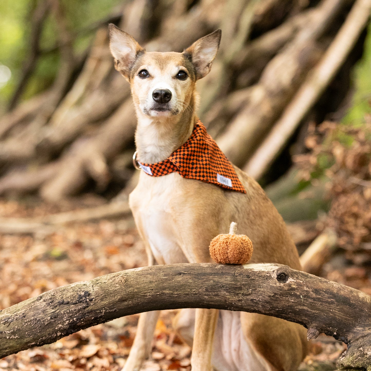 Halloween Check Pet Bandana