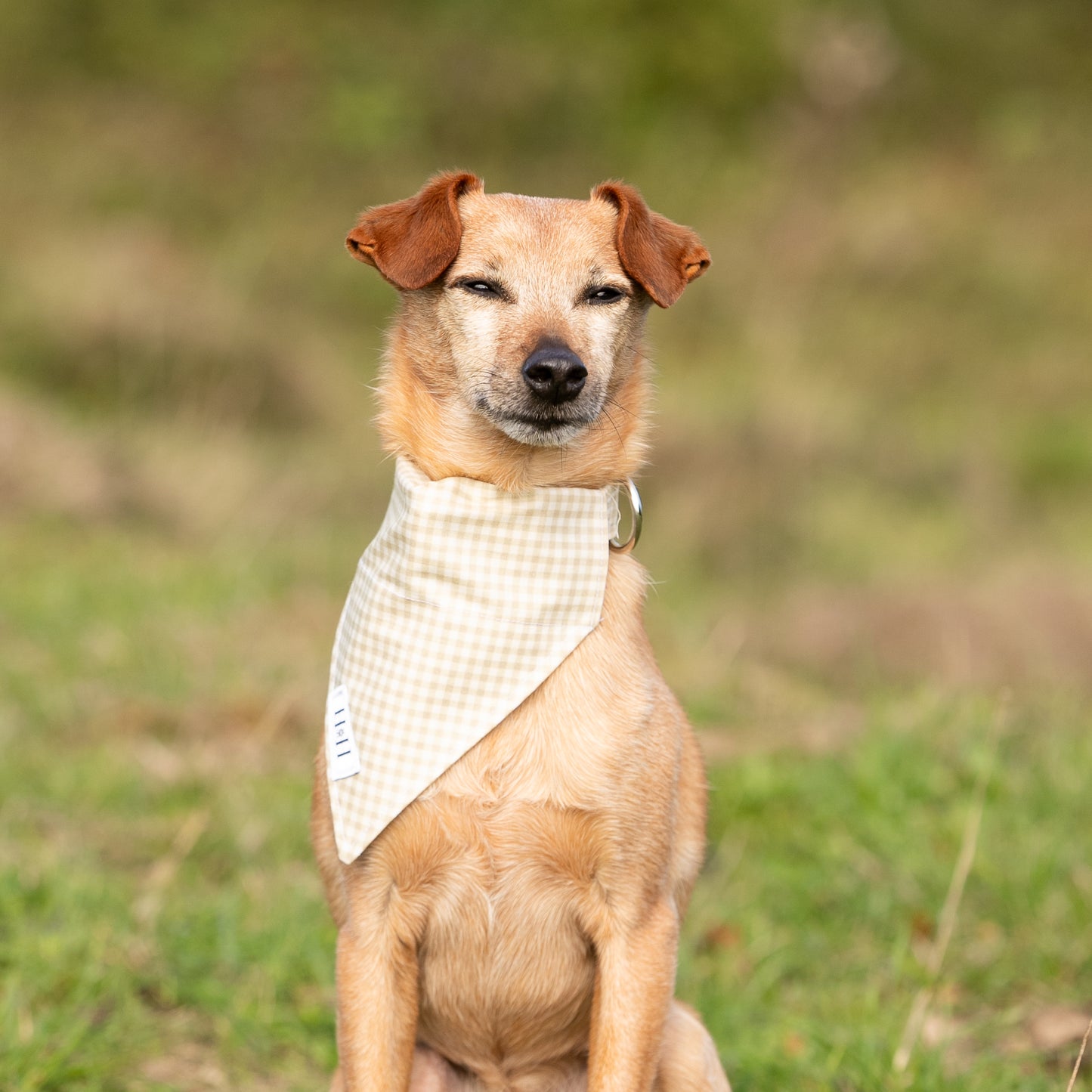 Natural Gingham Pet Bandana