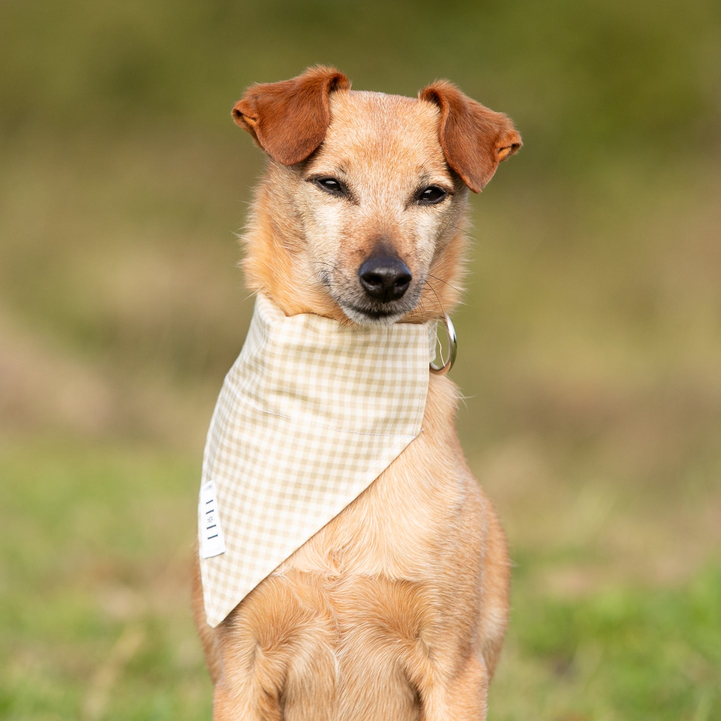 Natural Gingham Pet Bandana