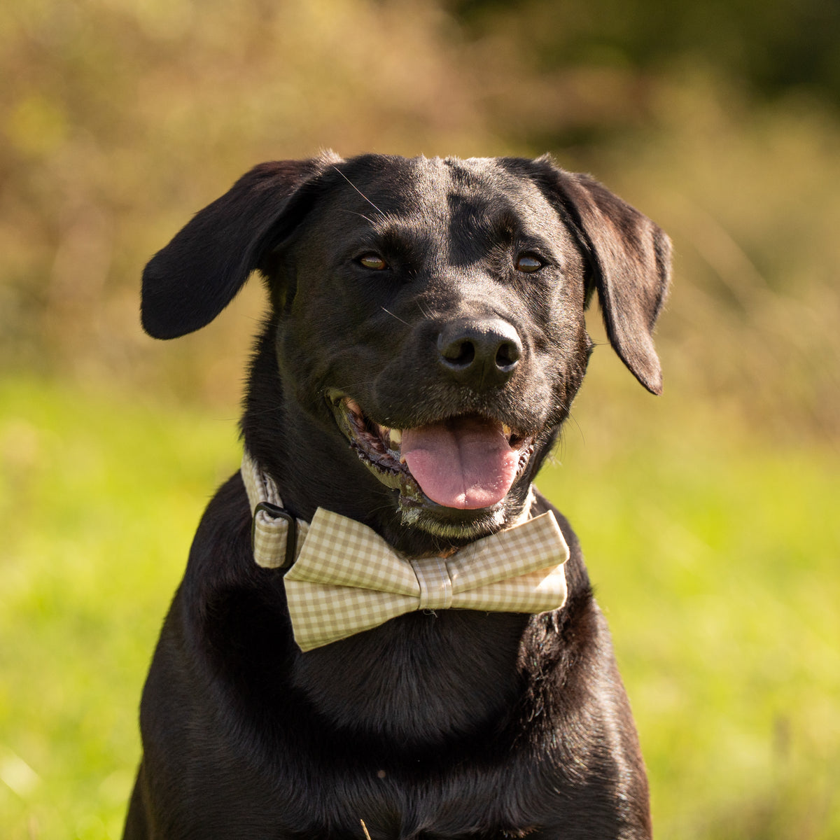 Natural Gingham Pet Bow / Bow Tie