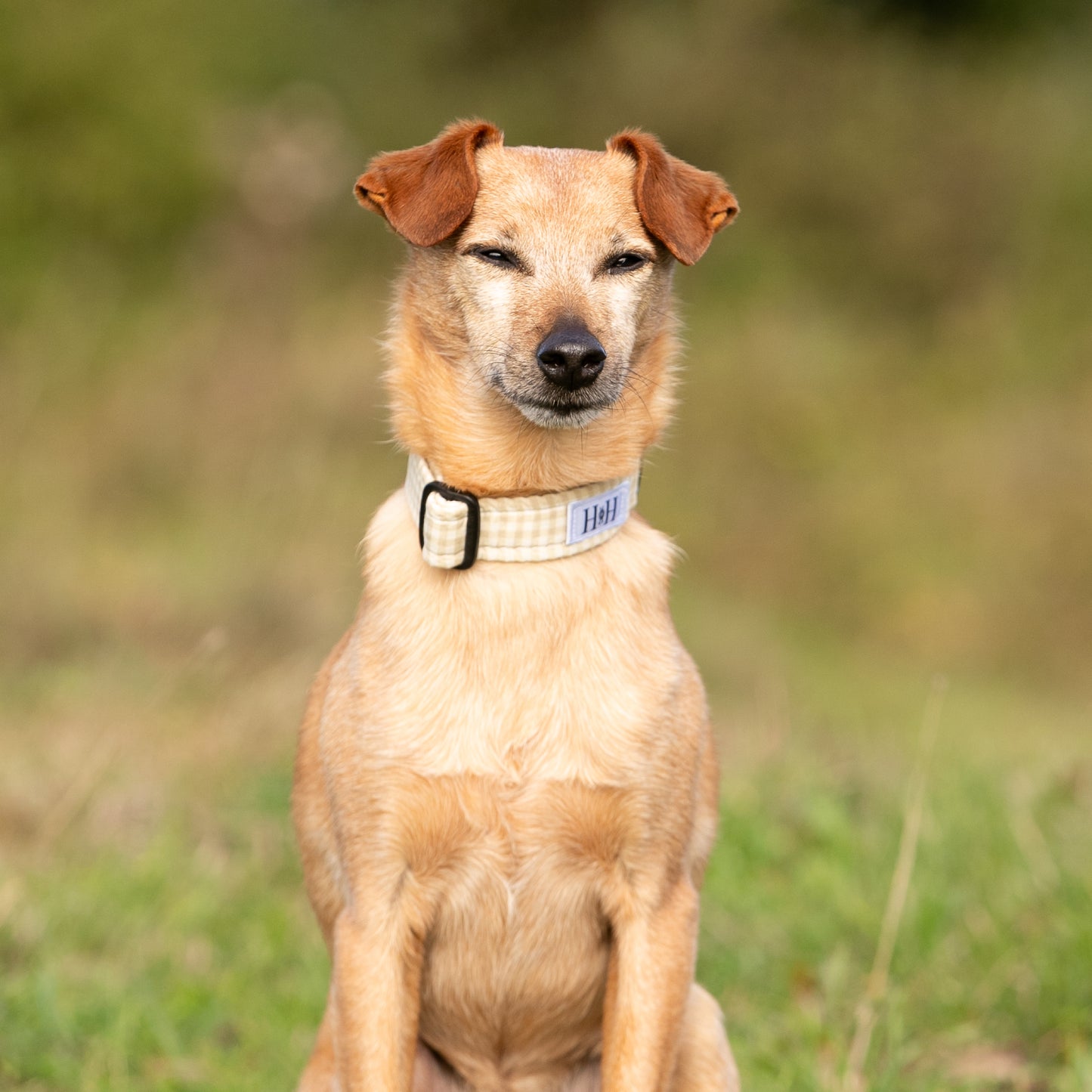 Natural Gingham Dog Collar