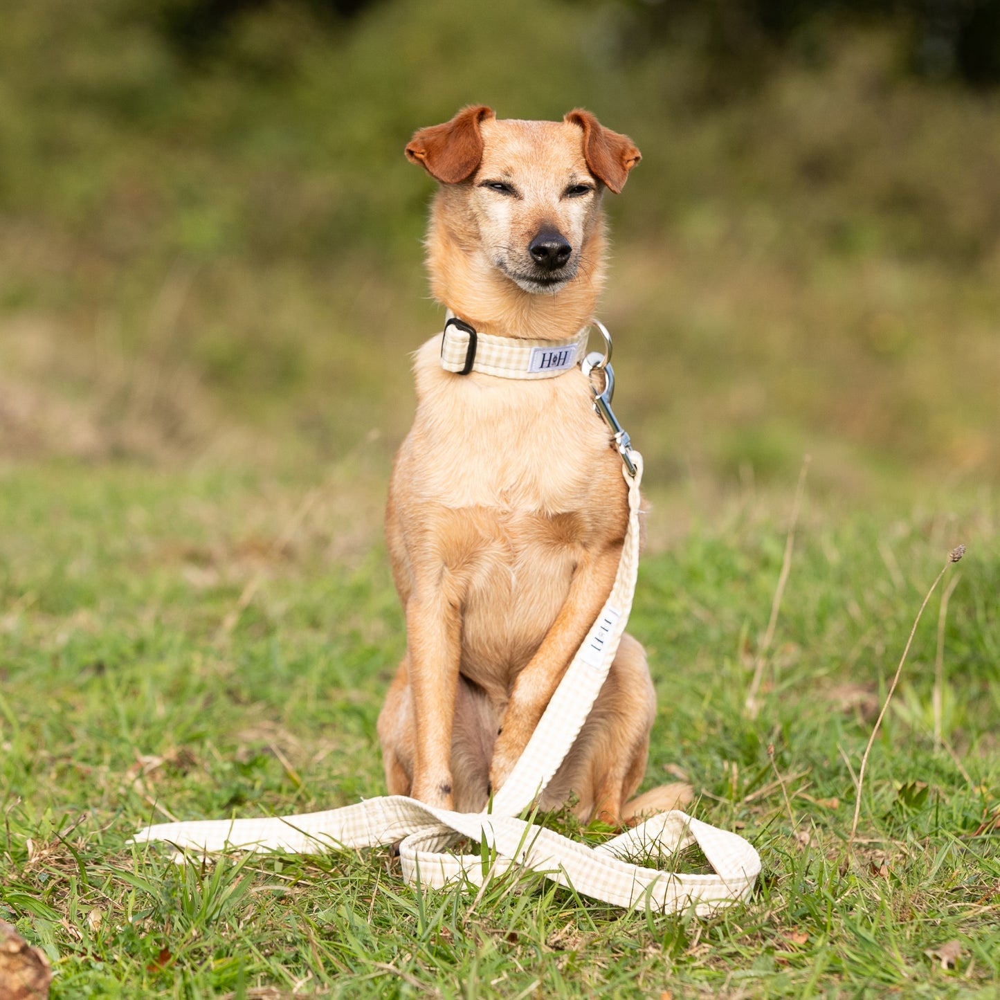 Natural Gingham Dog Lead / Leash