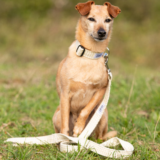 Natural Gingham Dog Lead / Leash