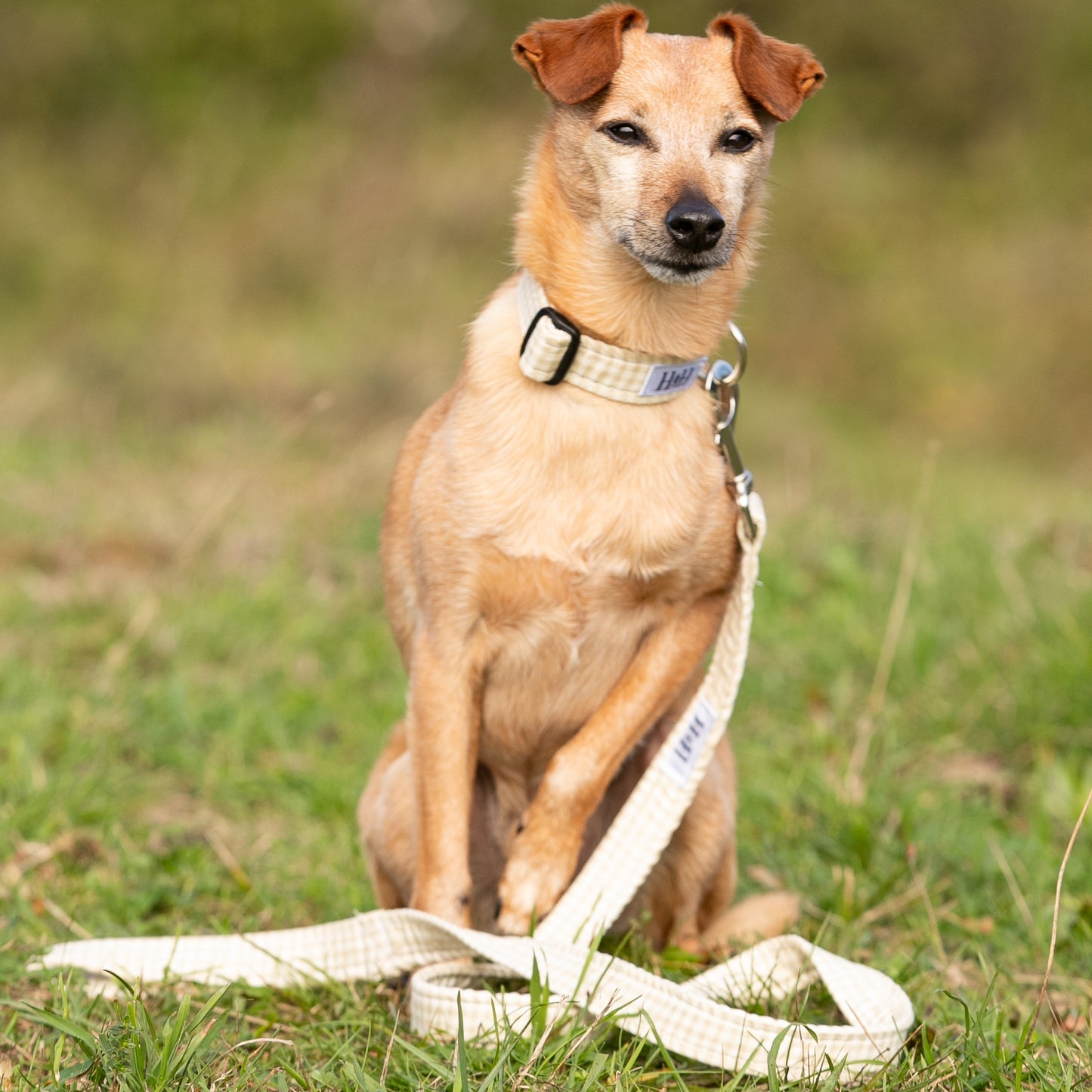 Natural Gingham Dog Collar
