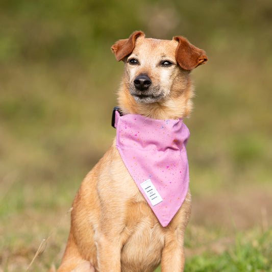 Purple Dream Pet Bandana