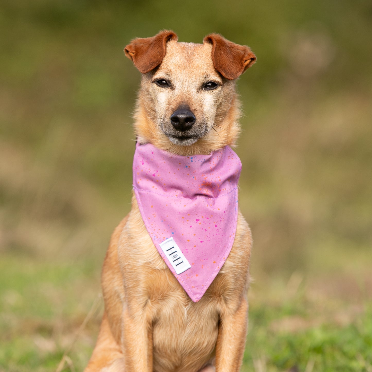 Purple Dream Pet Bandana