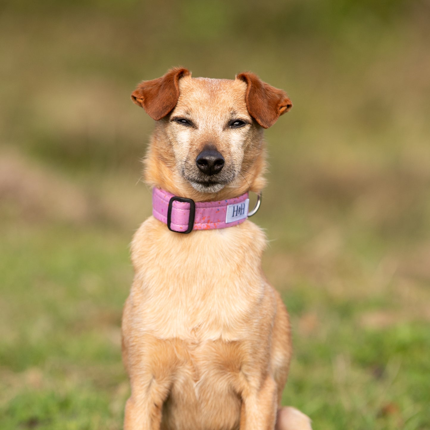 Purple Dream Dog Collar