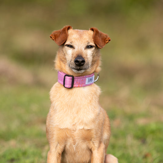 Purple Dream Dog Collar