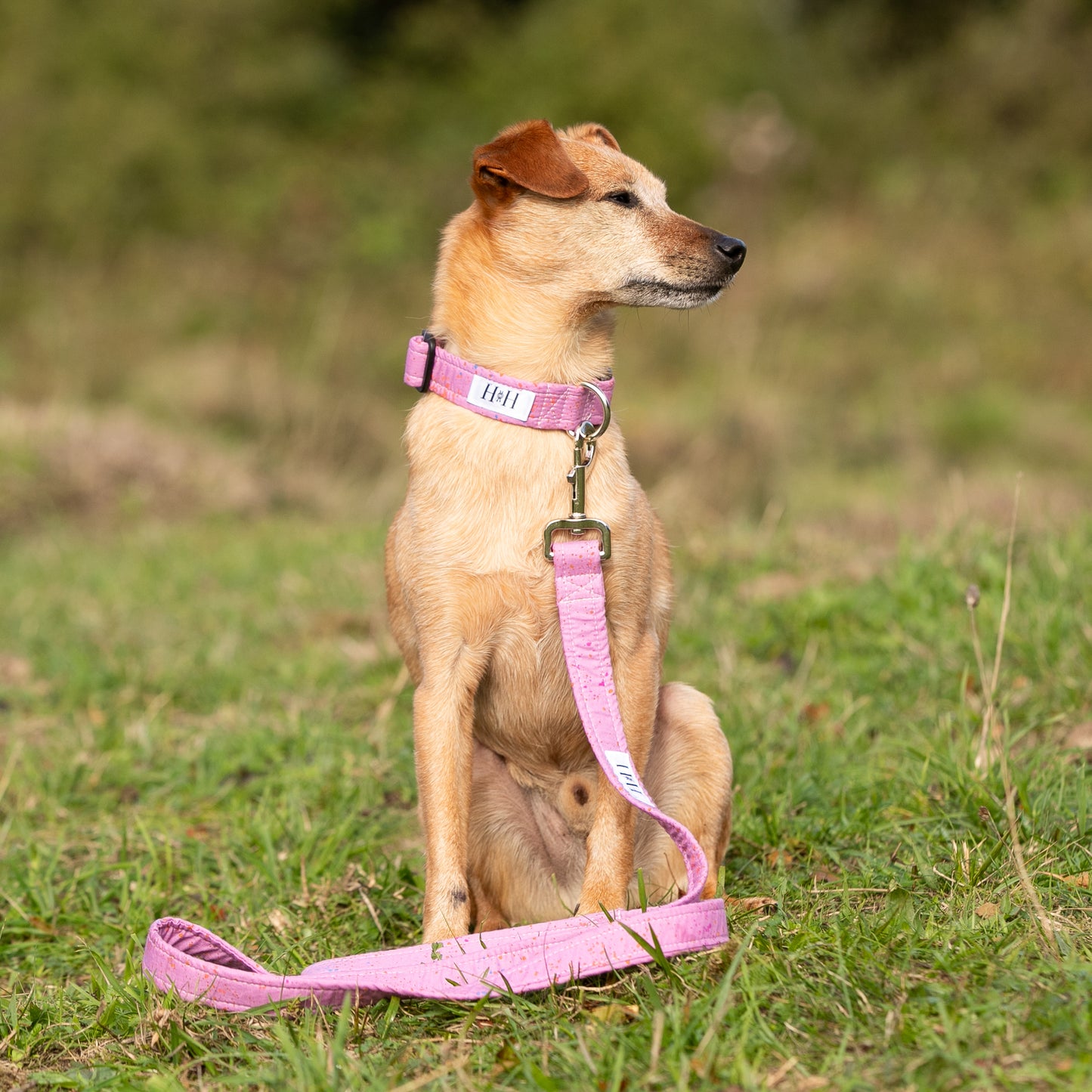 Purple Dream Dog Collar