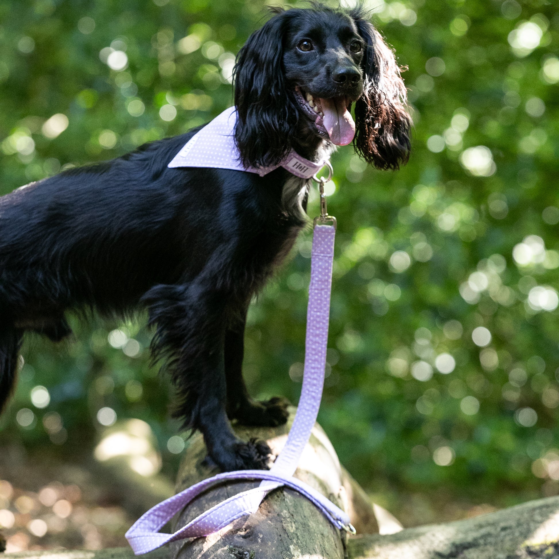 HETTY AND HUXLEY LILAC POLKA DOT LEAD ON COCKER SPANIEL