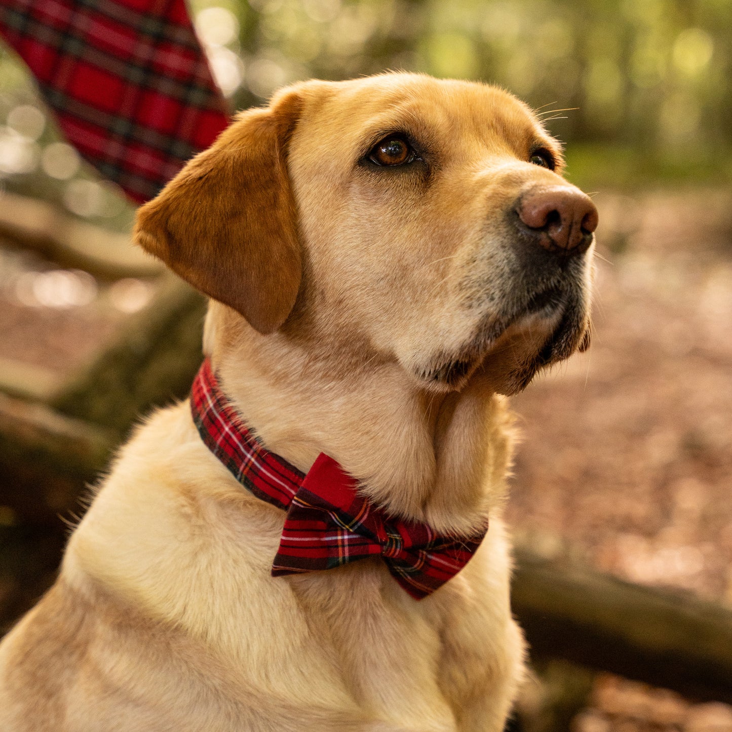Red Tartan Pet Bow / Bow Tie