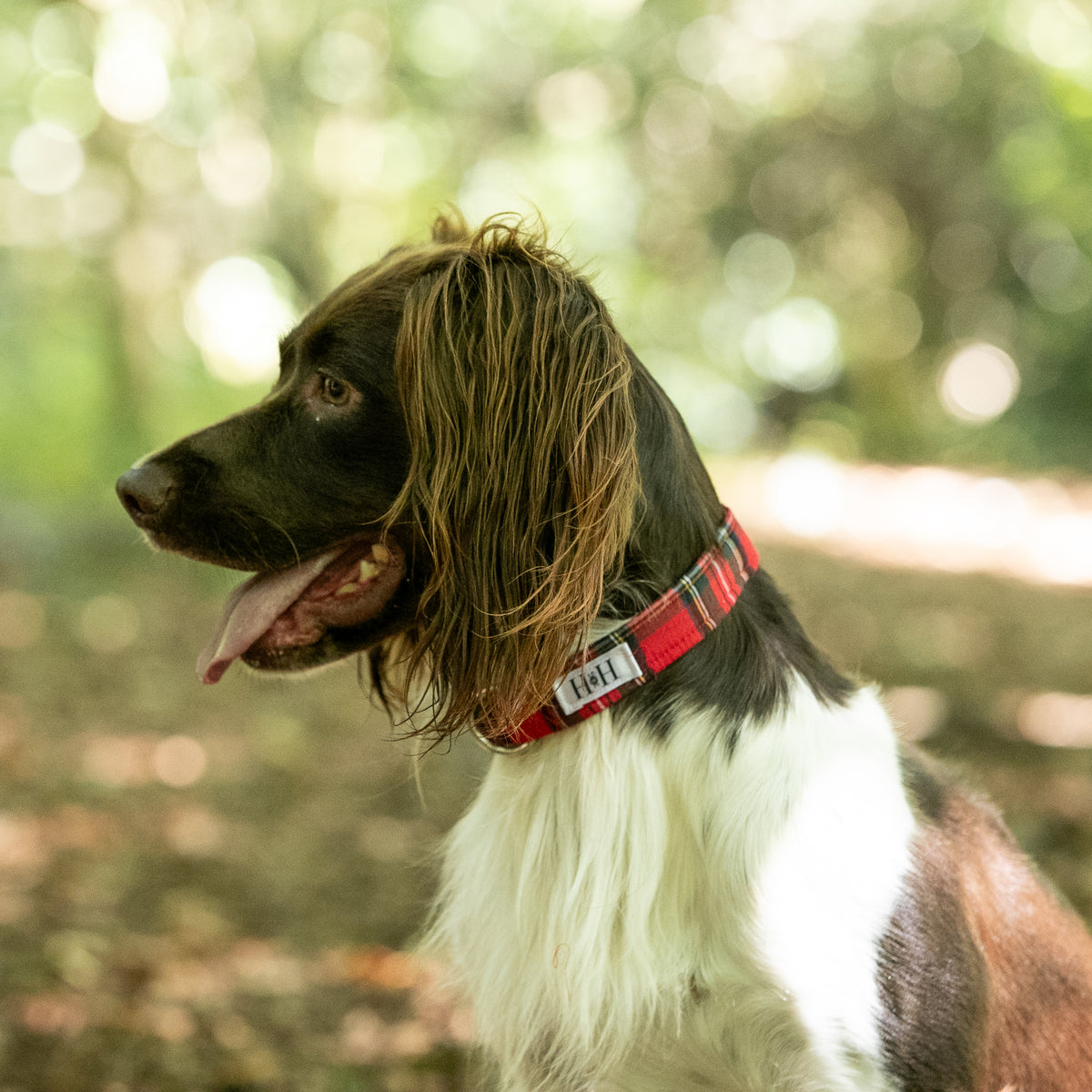 Red Tartan Dog Collar