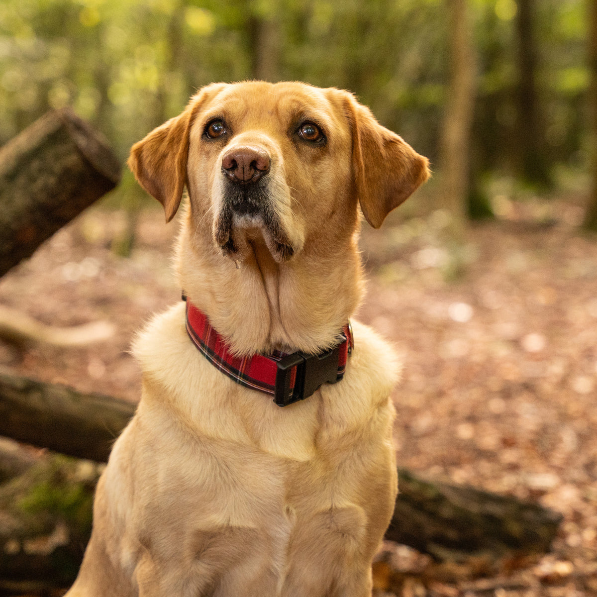 Red Tartan Dog Collar