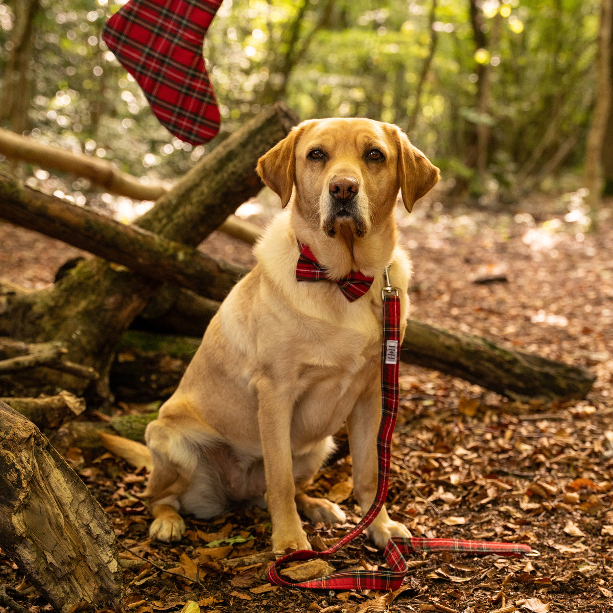 Red Tartan Dog Lead / Leash
