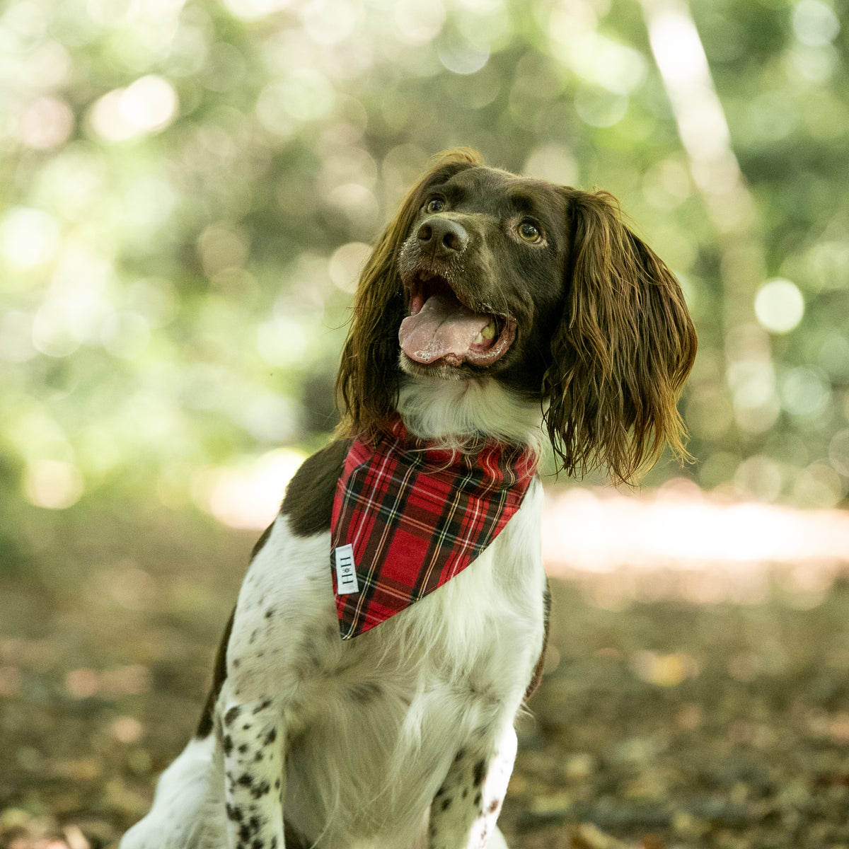 Red Tartan Pet Bandana