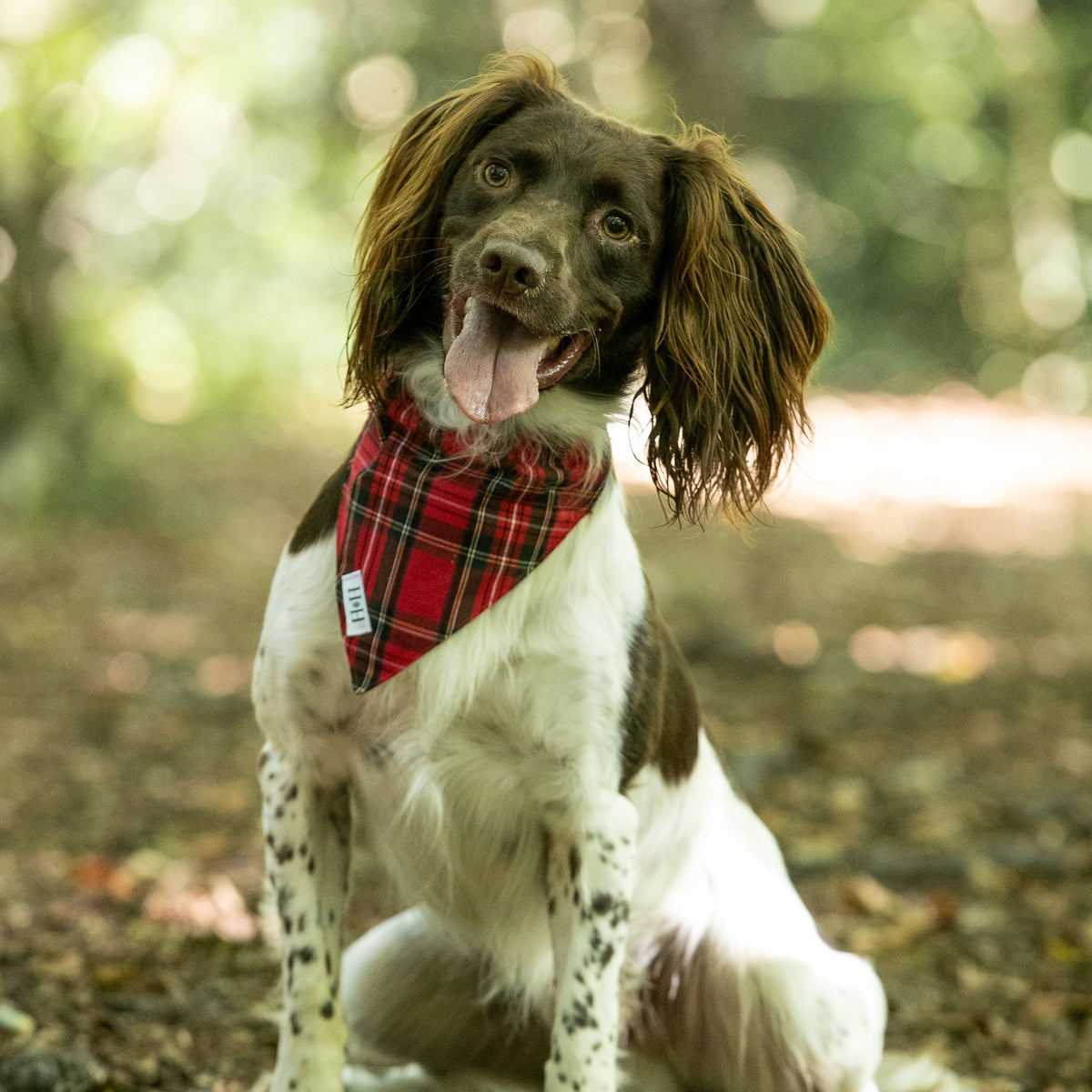 Red Tartan Pet Bandana