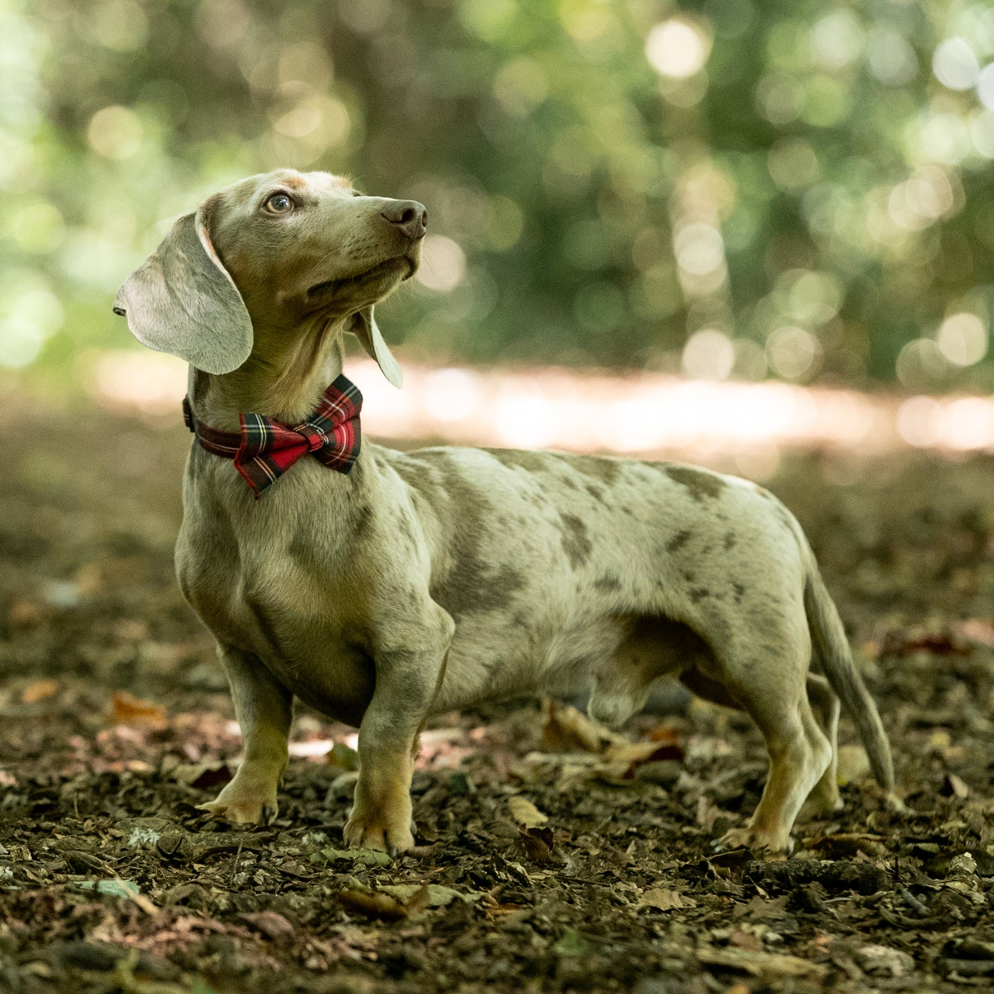 Red Tartan Pet Bow / Bow Tie