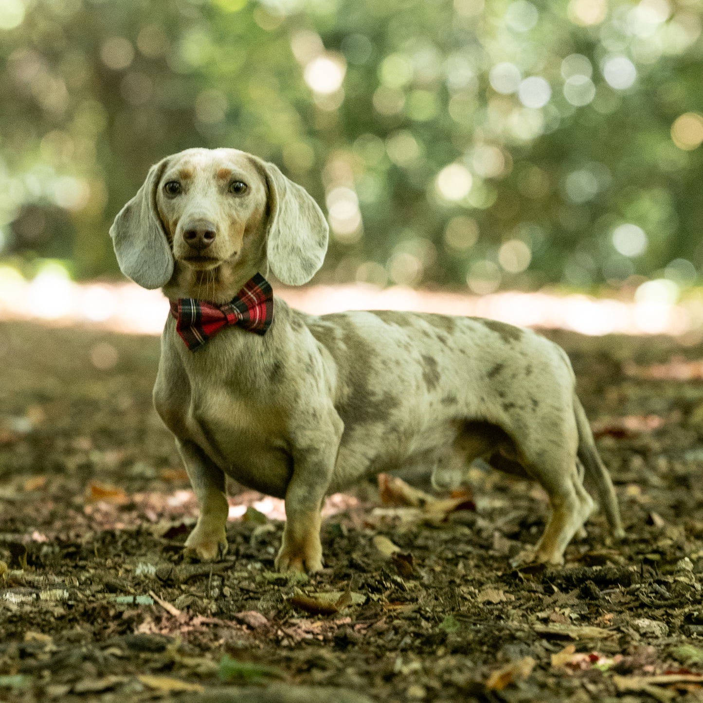 Red Tartan Pet Bow / Bow Tie