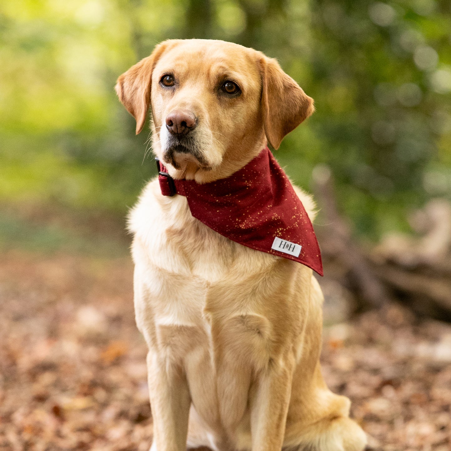 Sparkling Wine Pet Bandana