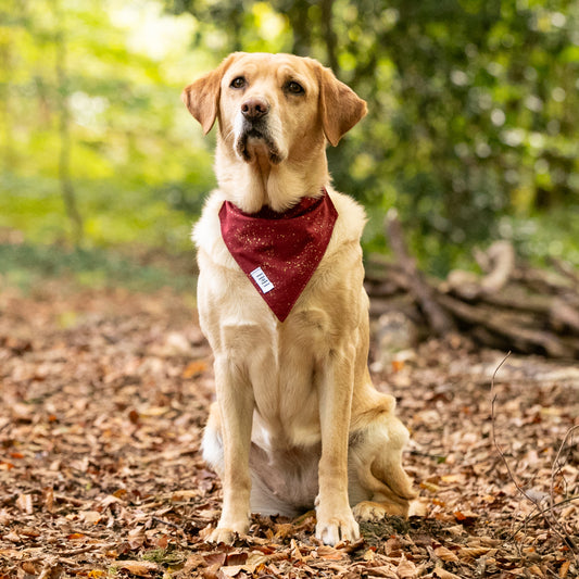 Sparkling Wine Pet Bandana