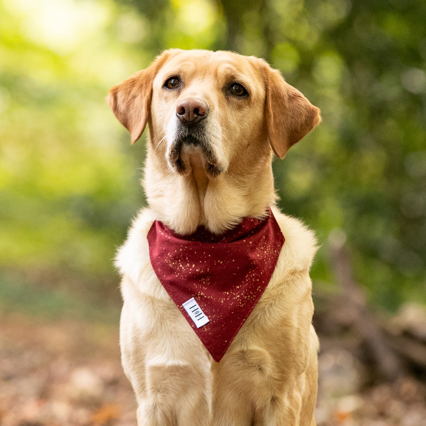 Sparkling Wine Pet Bandana