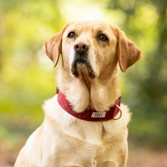 Sparkling Wine Dog Collar