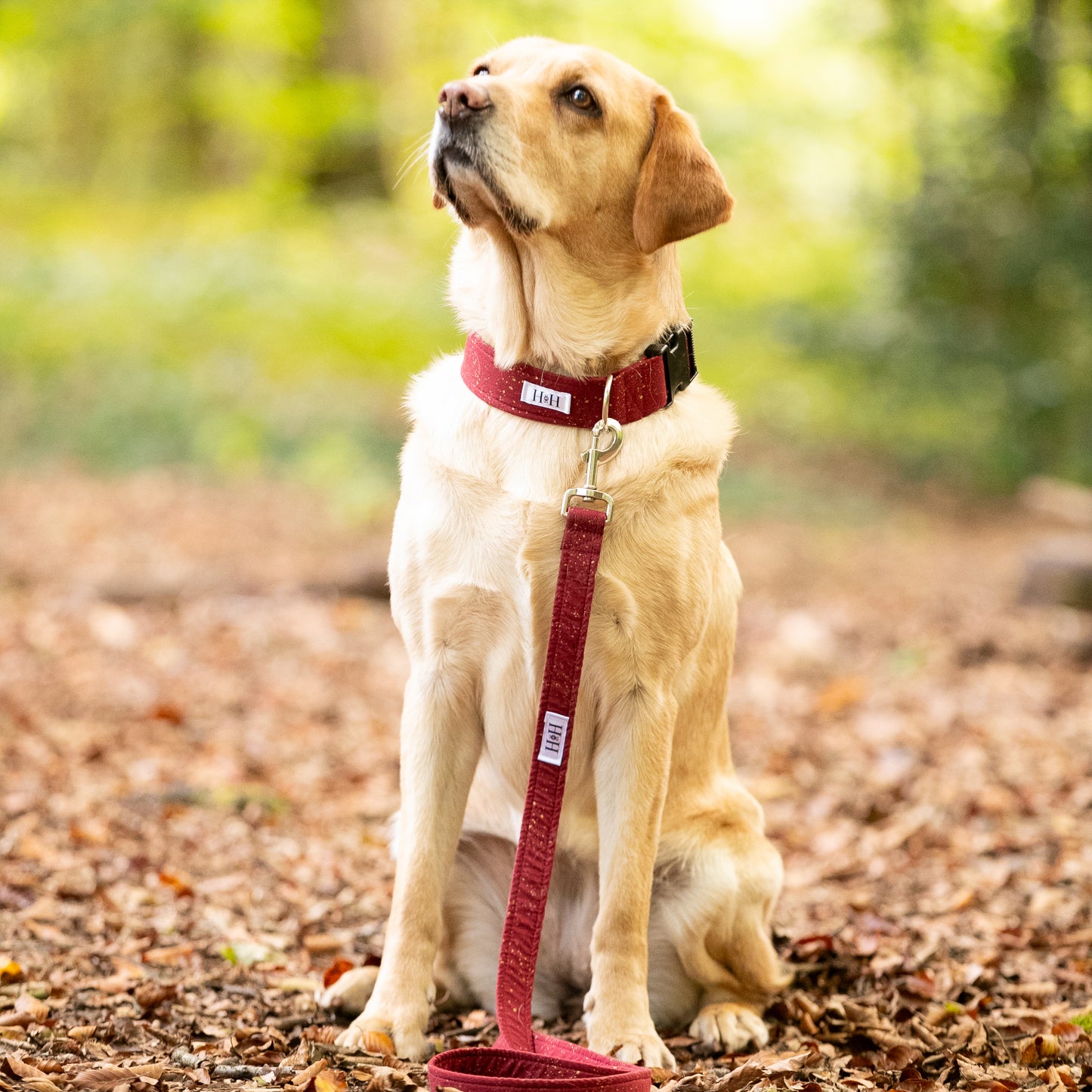 Sparkling Wine Dog Lead / Leash