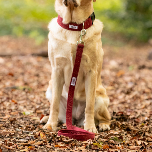 Sparkling Wine Dog Lead / Leash