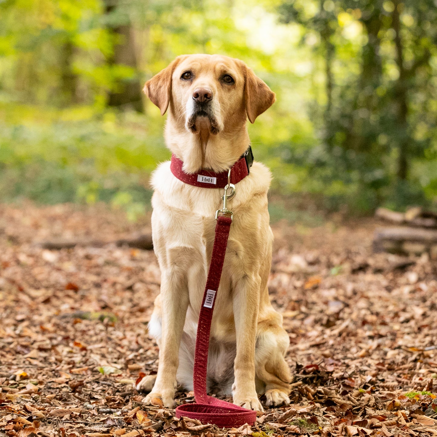 Sparkling Wine Dog Lead / Leash