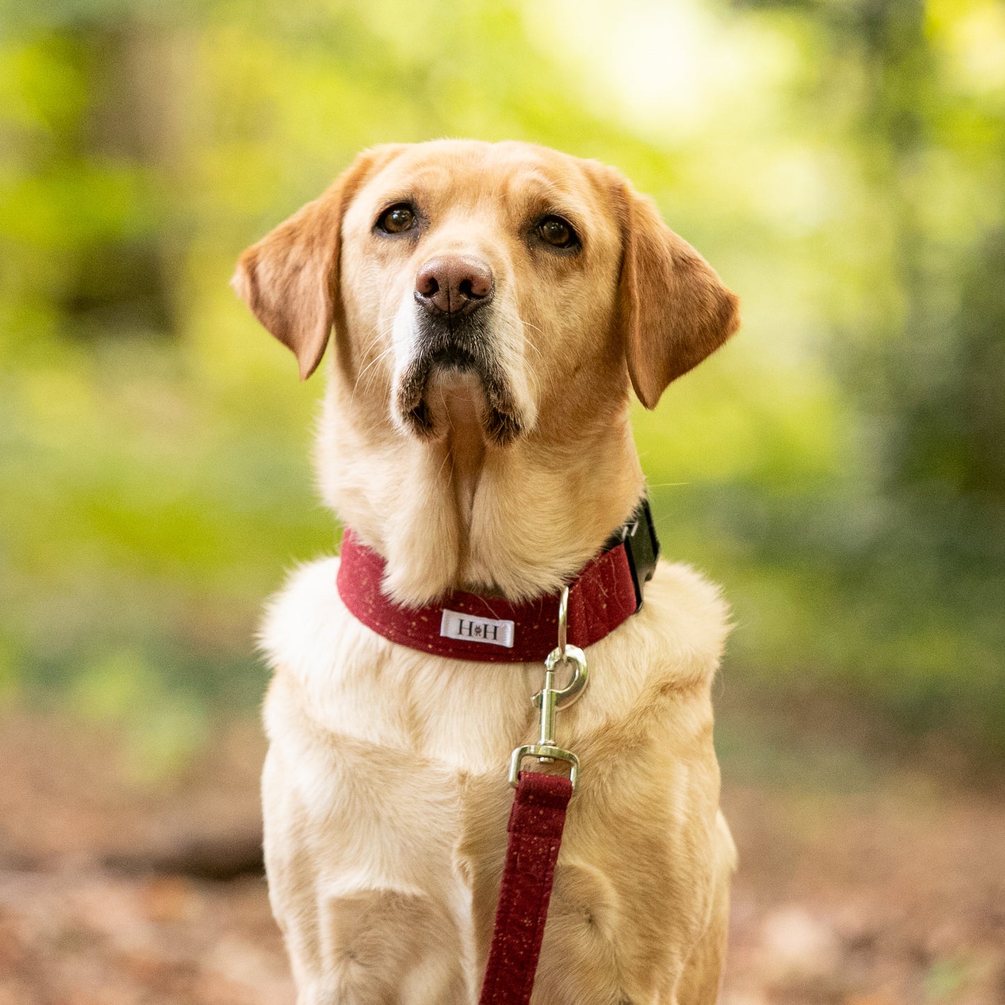 Sparkling Wine Dog Collar