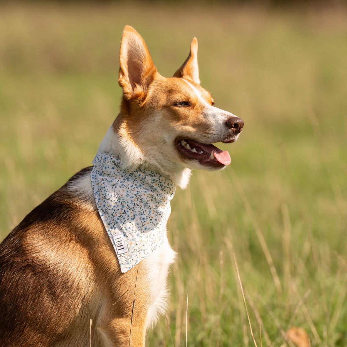 Spring Floral Pet Bandana