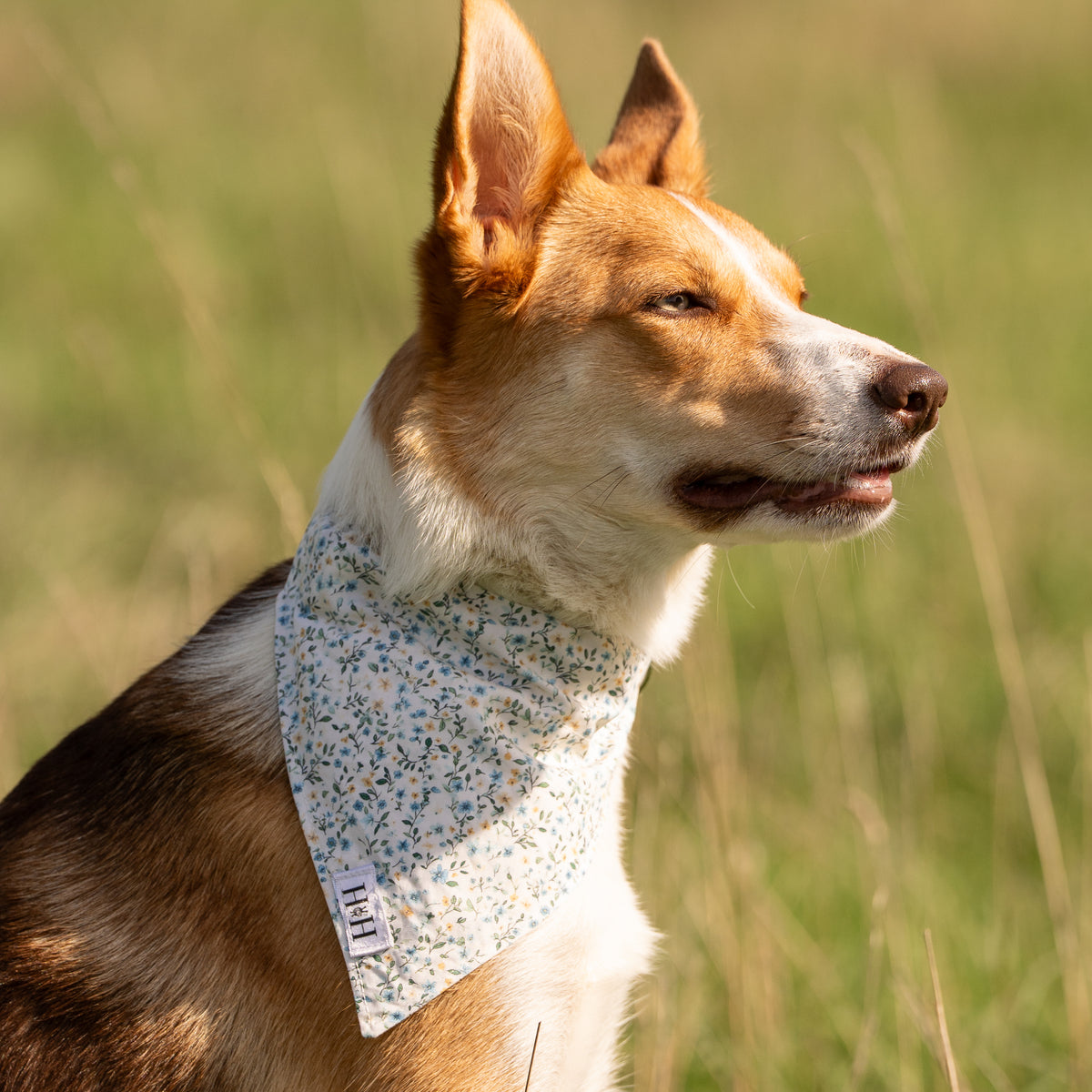 Spring Floral Pet Bandana