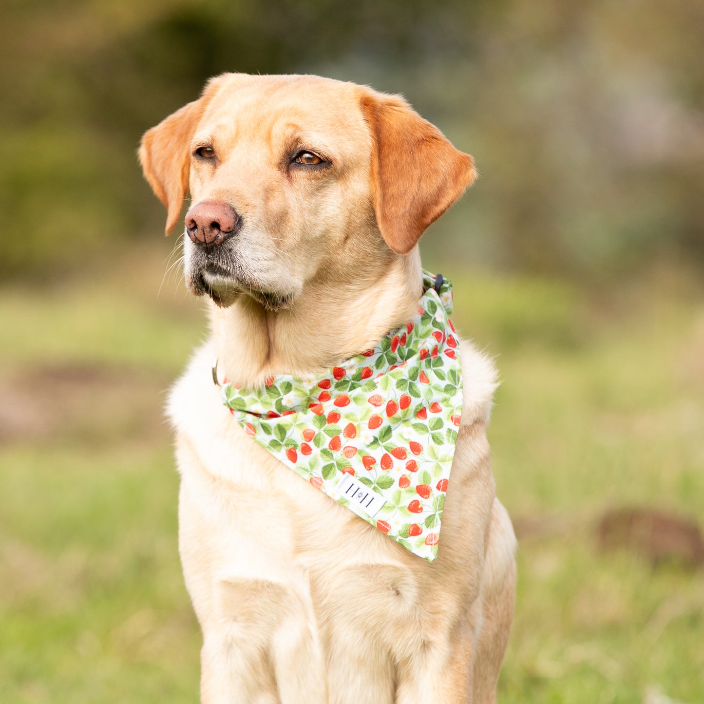 Summer Strawberries Pet Bandana