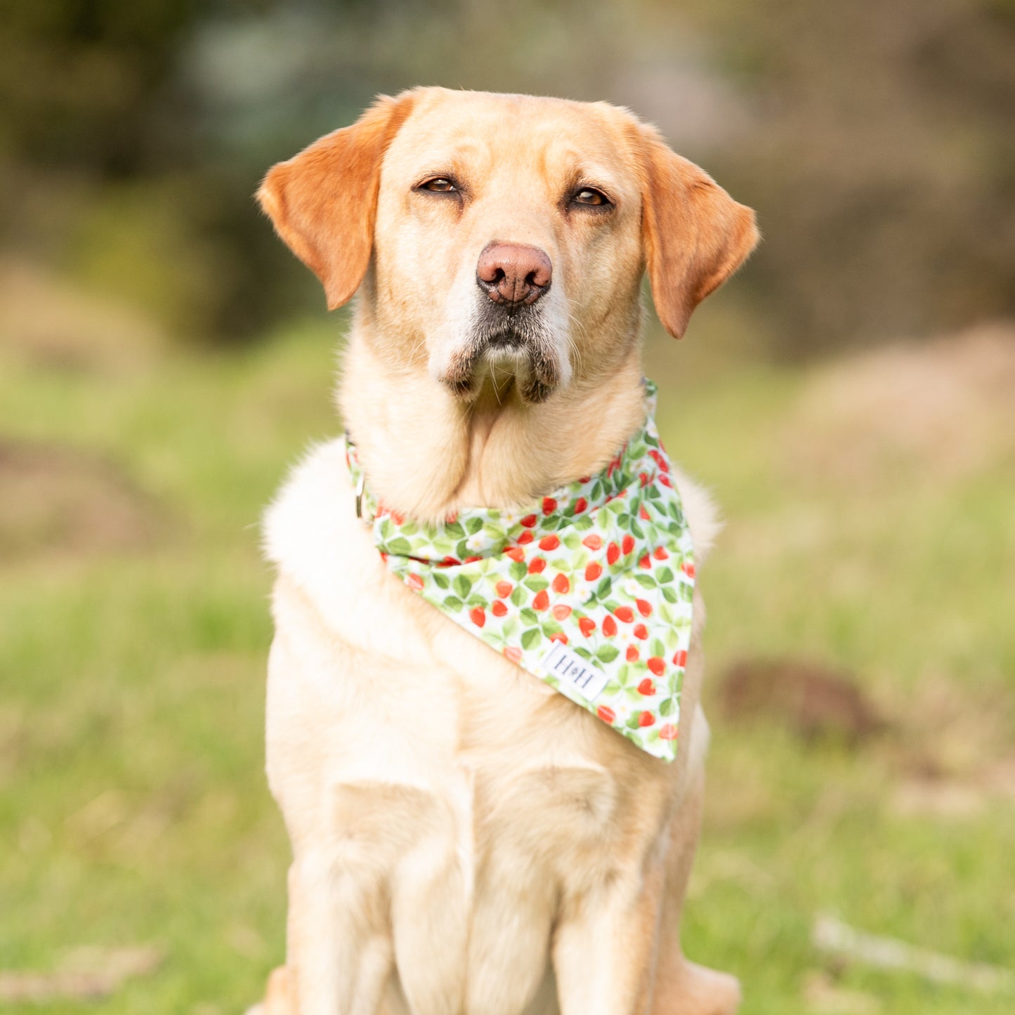 Summer Strawberries Pet Bandana