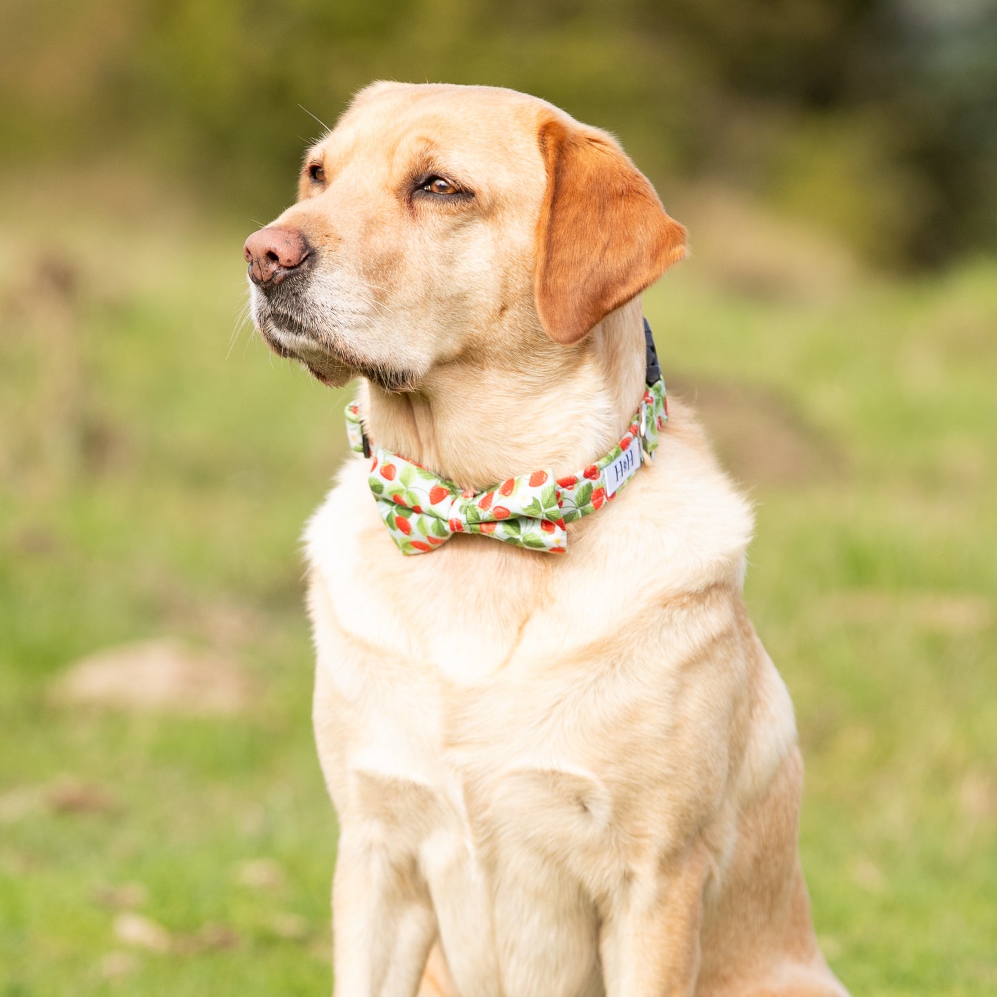 Summer Strawberries Pet Bow / Bow Tie