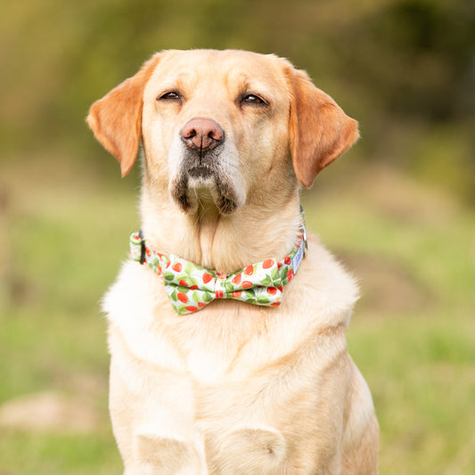 Summer Strawberries Pet Bow / Bow Tie